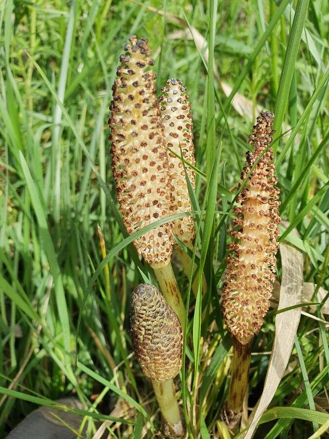 Equisetum fluviatile flower