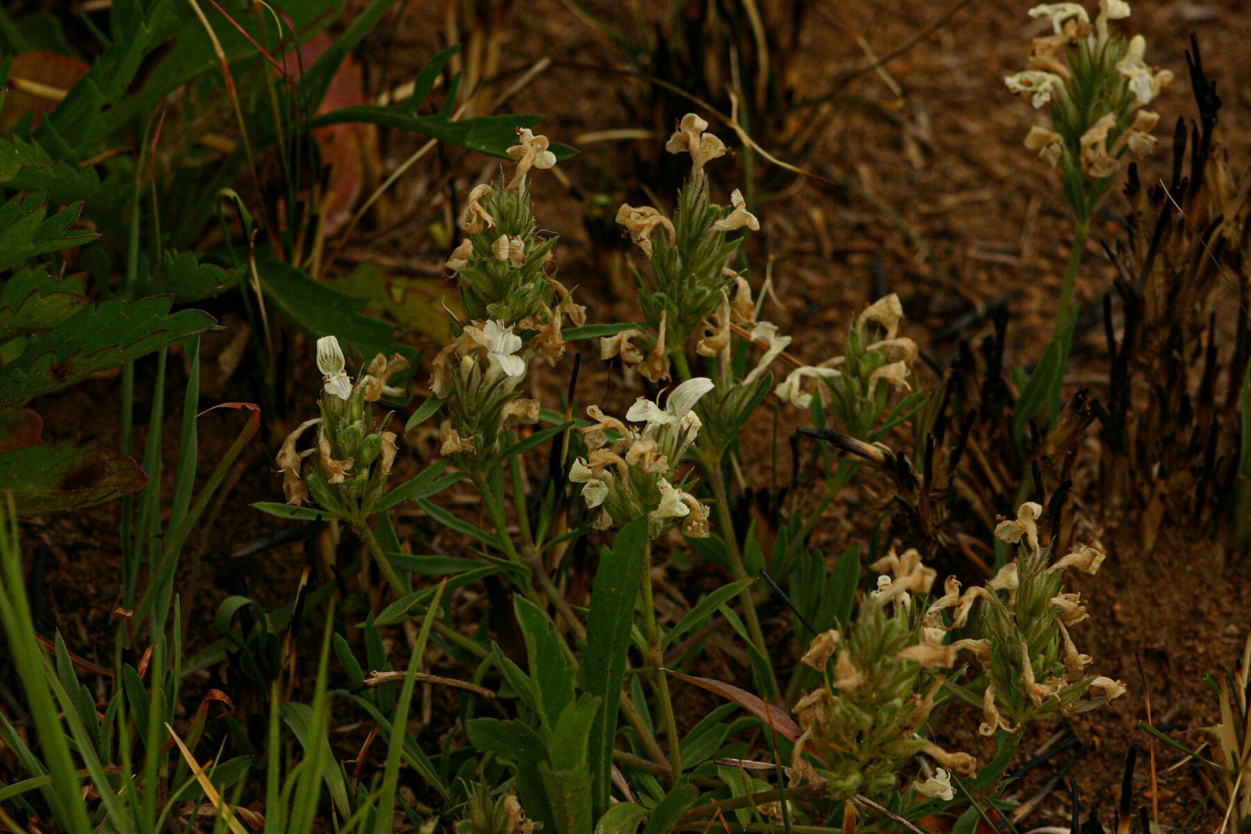 Dicliptera melleri habit
