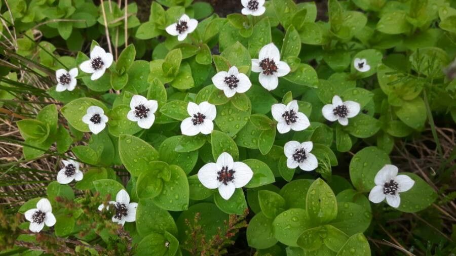 Cornus suecica flower
