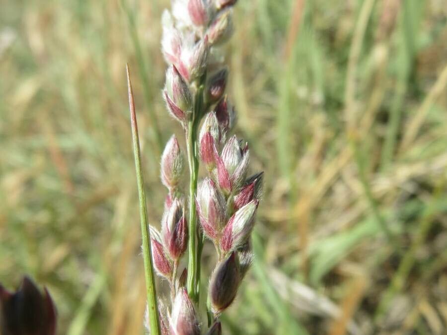 Eragrostis superba fruit