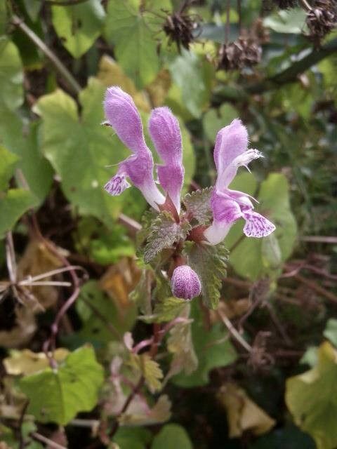 Lamium garganicum flower