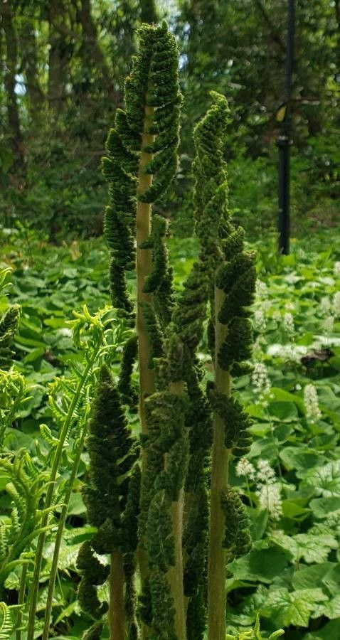 Osmundastrum cinnamomeum flower
