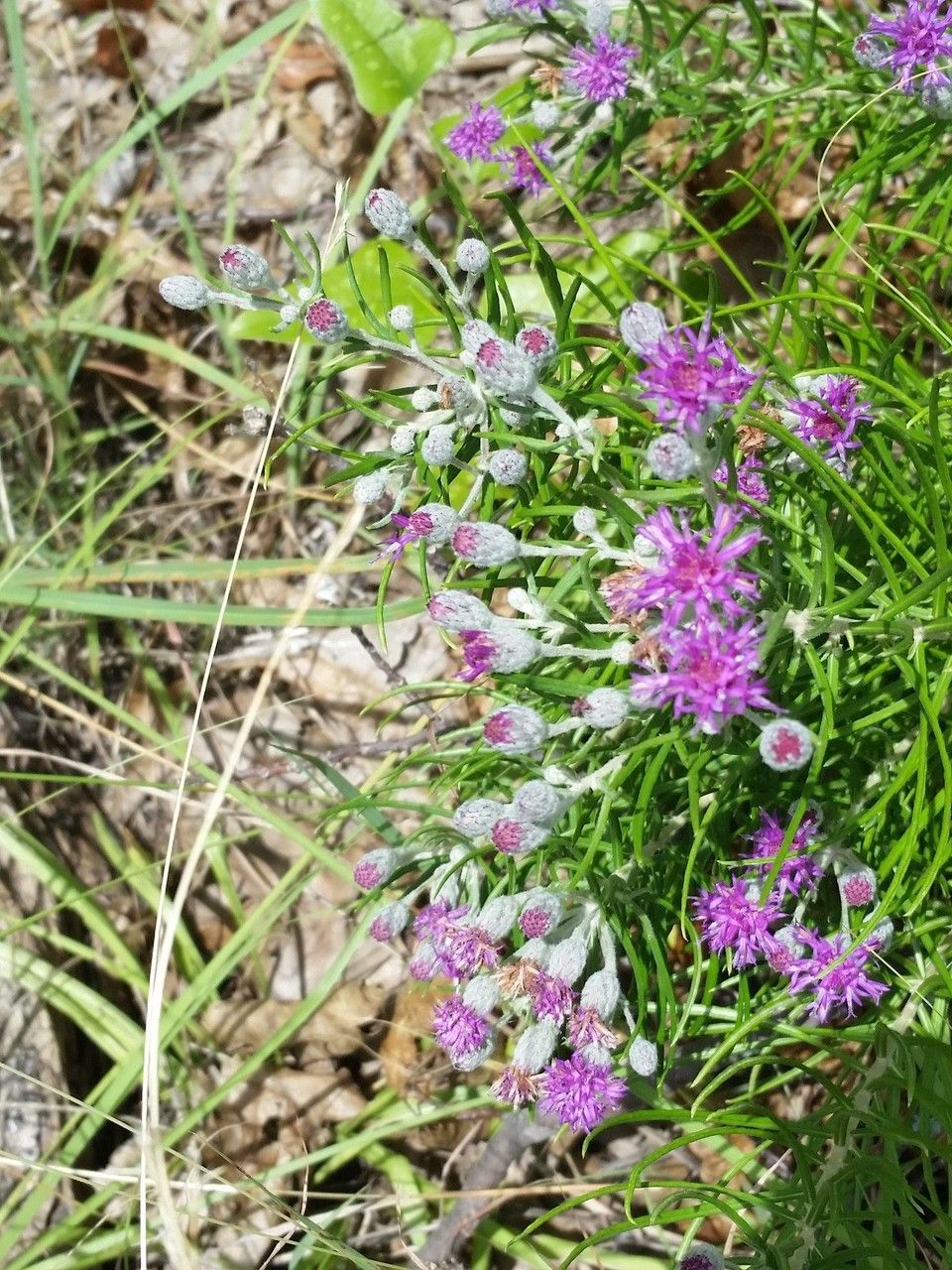 Vernonia lindheimeri — search result for 'Vernonia'