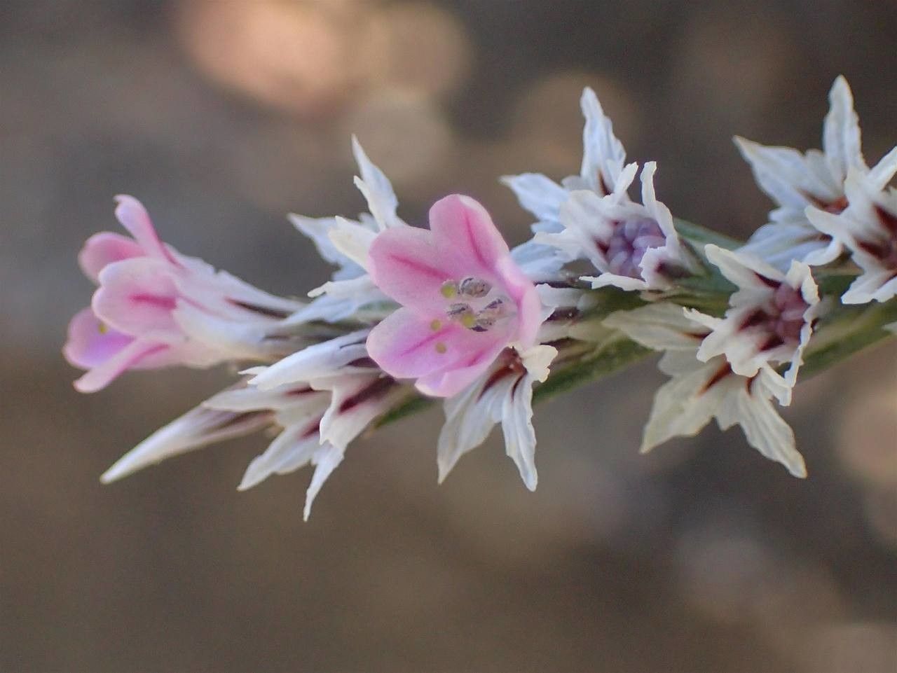 Goniolimon tataricum flower
