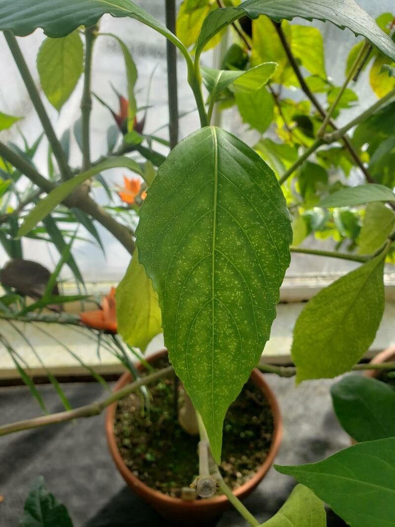 Suessenguthia multisetosa leaf