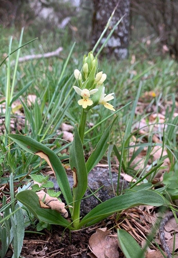 Dactylorhiza insularis habit