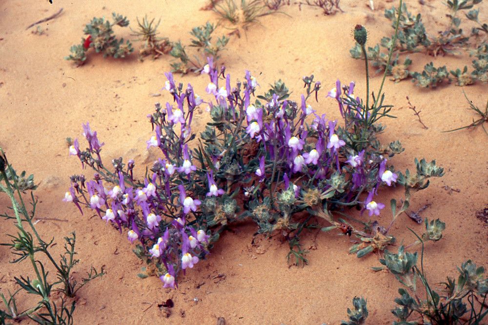 Linaria laxiflora habit
