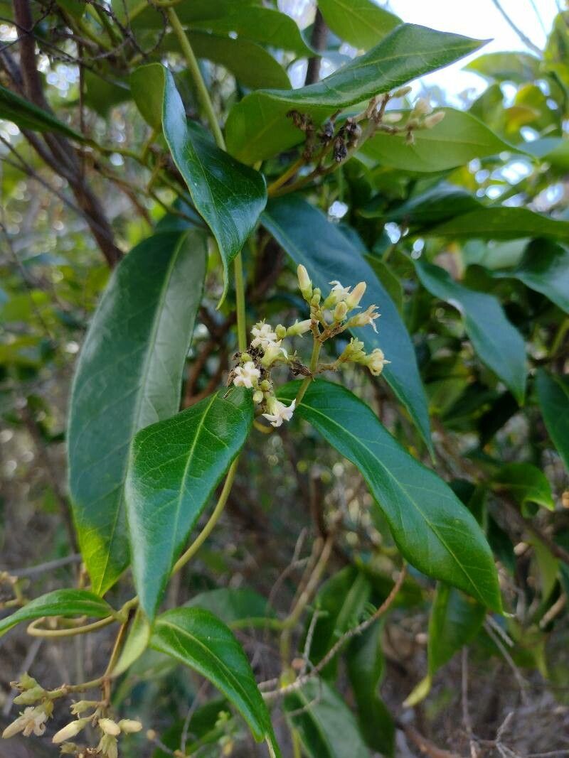 Parsonsia straminea habit