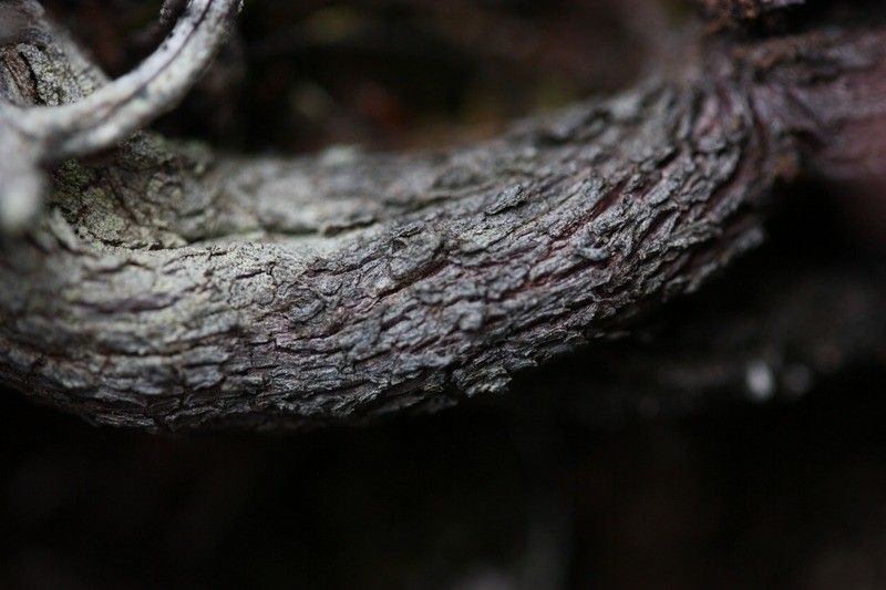 Erica galioides bark