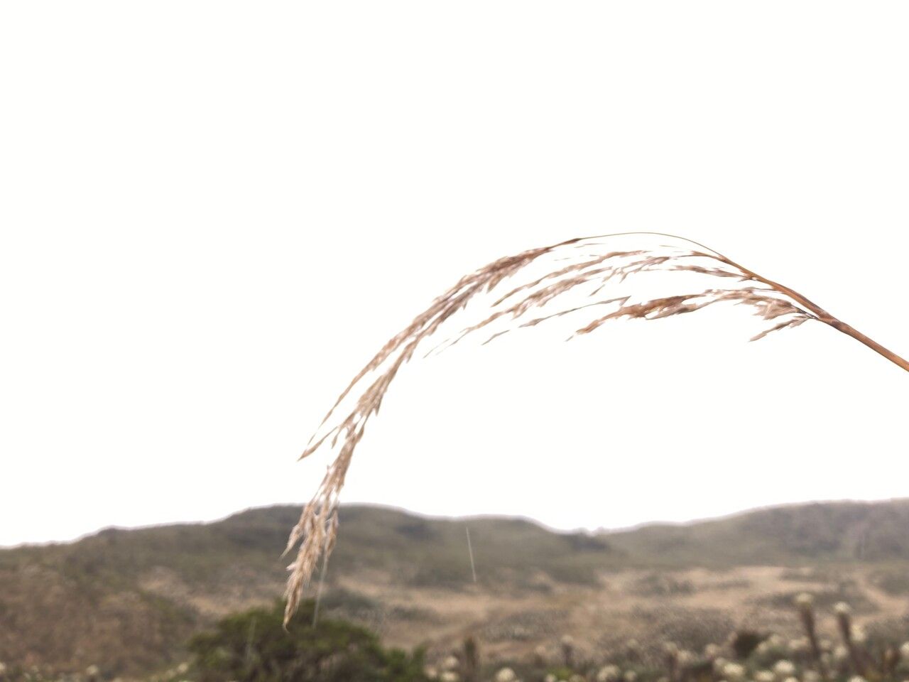 Cortaderia nitida flower