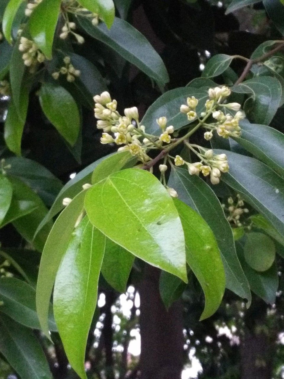 Cinnamomum burmanni flower