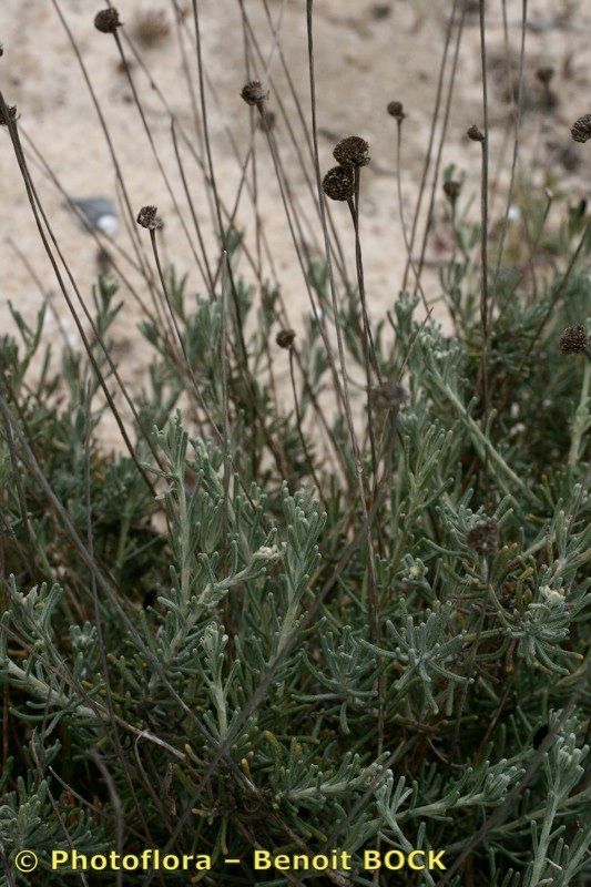 Santolina impressa habit