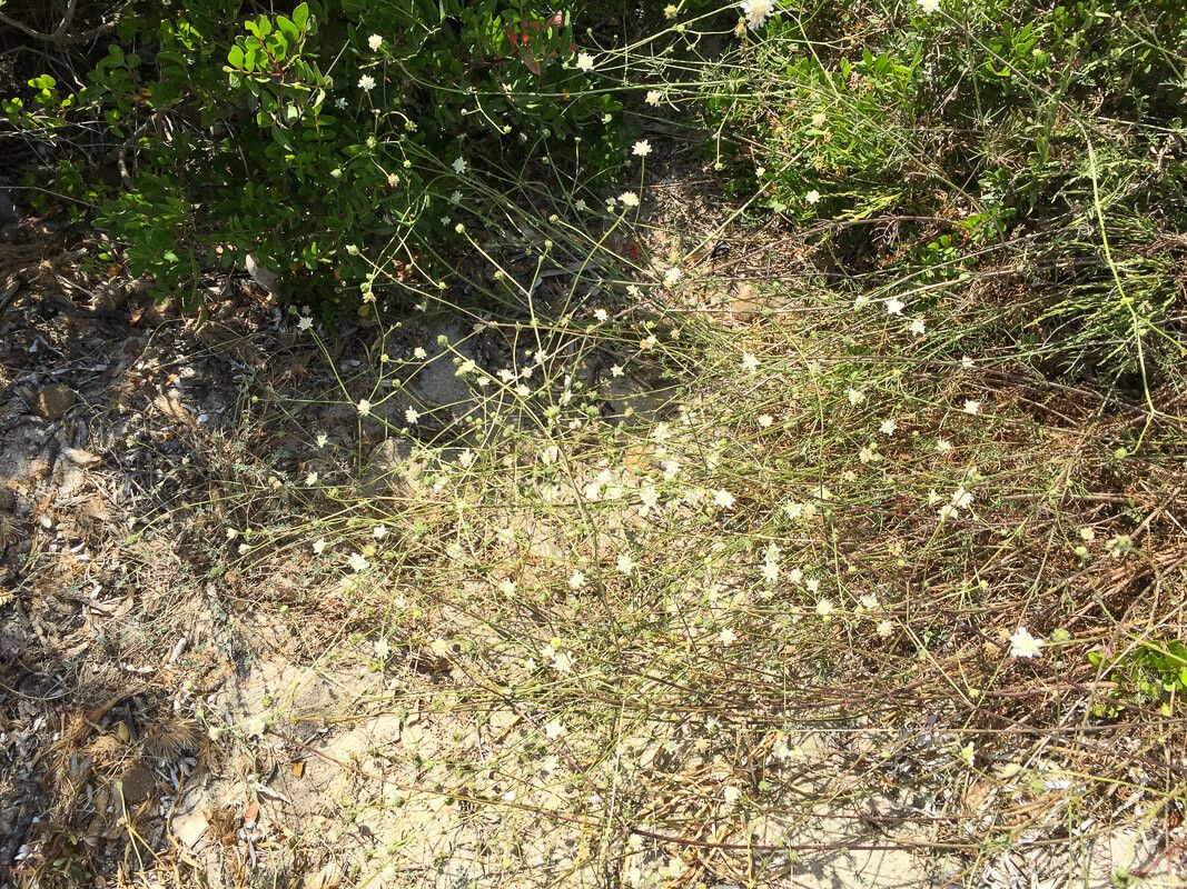 Lomelosia rutifolia habit