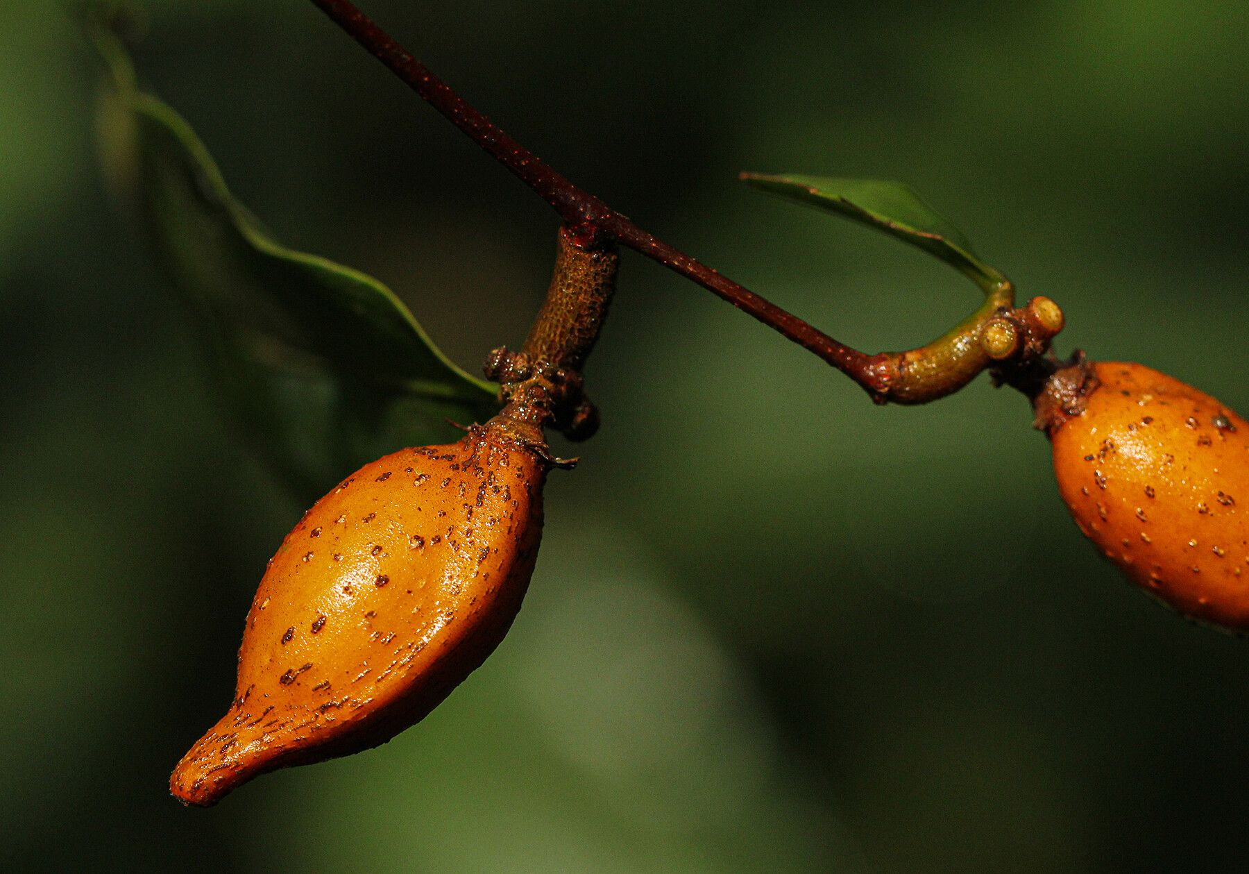 Dichapetalum mombuttense — houseplant care guide