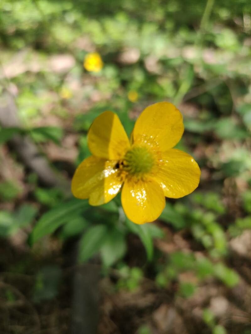 Ranunculus cassubicus flower