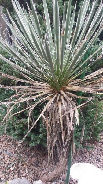 Yucca harrimaniae bark