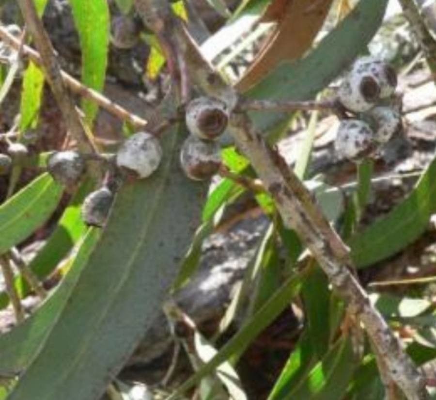 Eucalyptus stenostoma — houseplant care guide