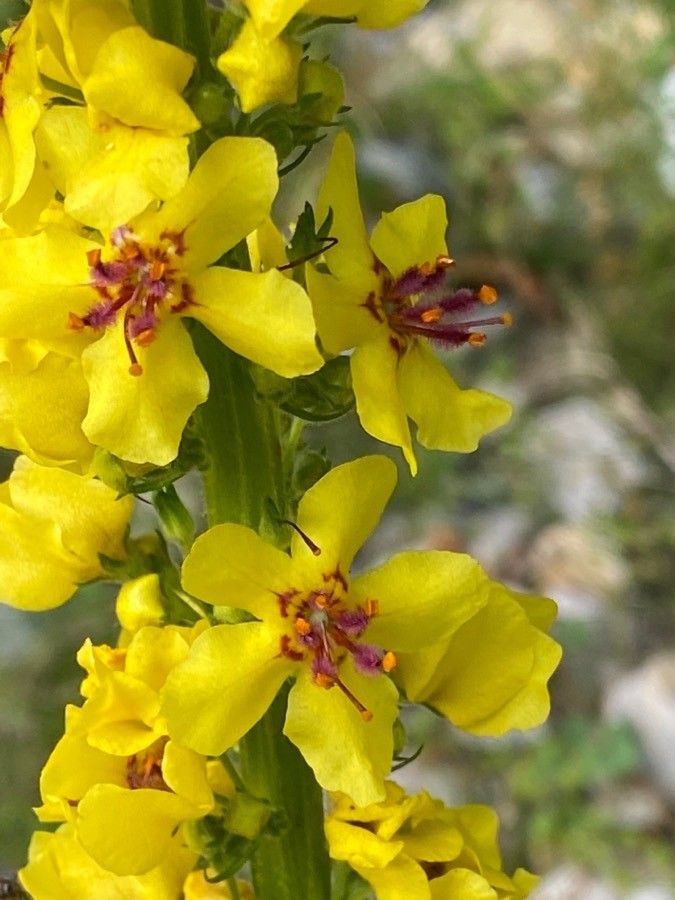 Verbascum nigrum flower