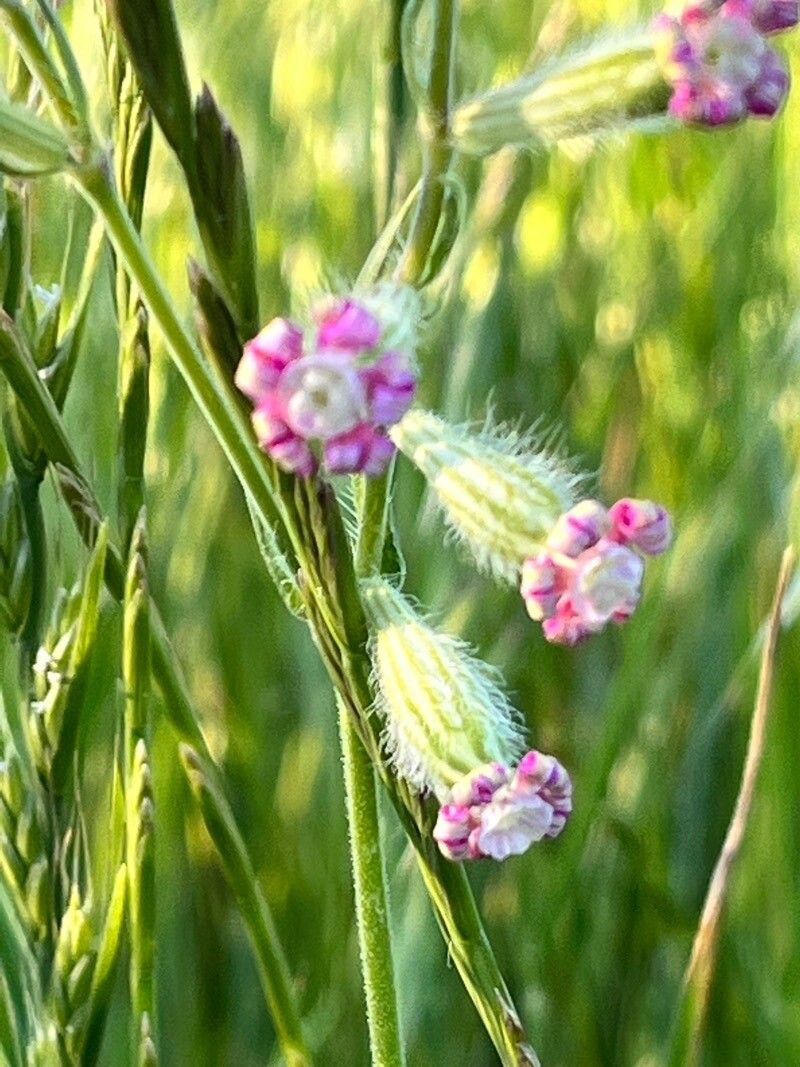 Silene bellidifolia flower
