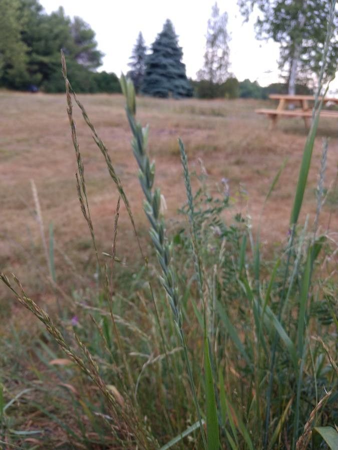 Leymus triticoides flower