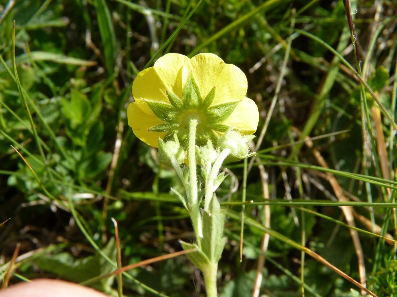 Potentilla grandiflora flower