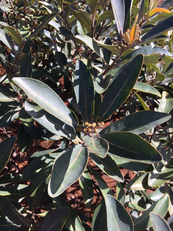 Tristaniopsis glauca leaf