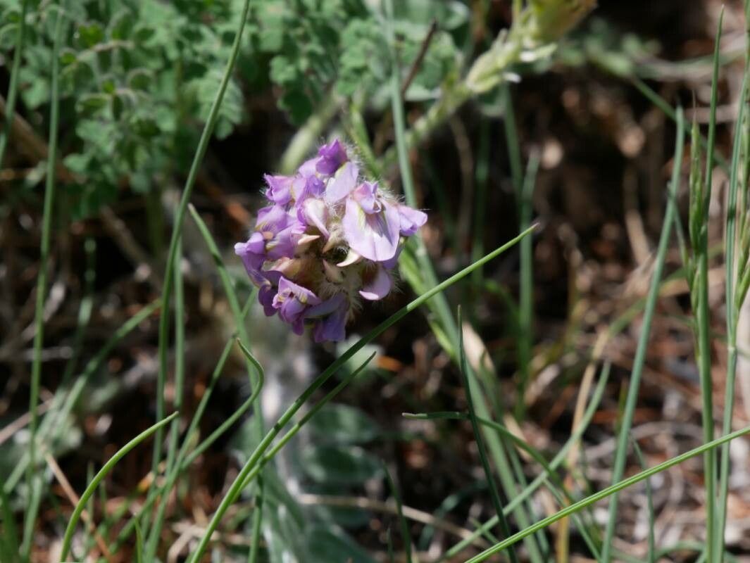 Oxytropis amethystea flower