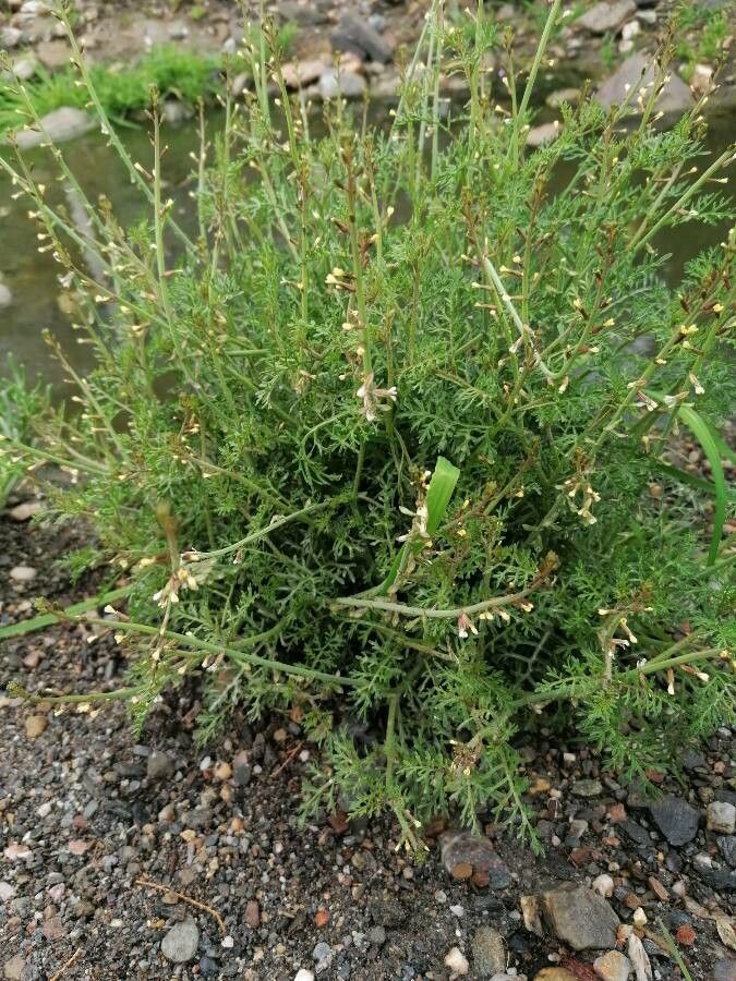 Carrichtera annua — search result for 'Saudi Arabia'