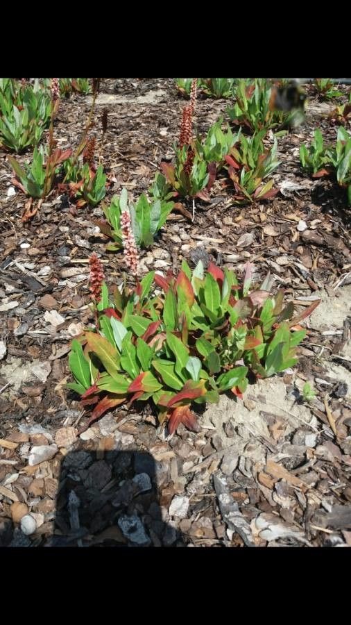 Polygonum affine leaf