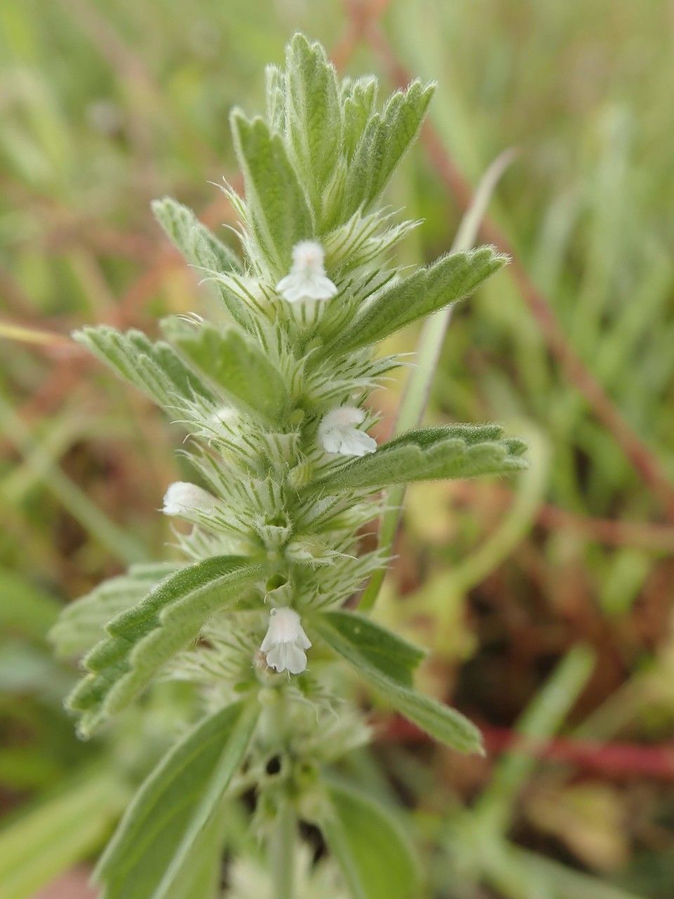 Leucas neuflizeana flower