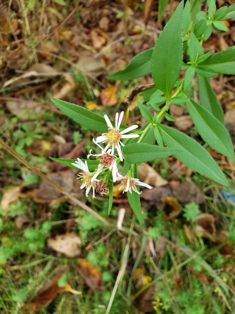 Doellingeria umbellata flower