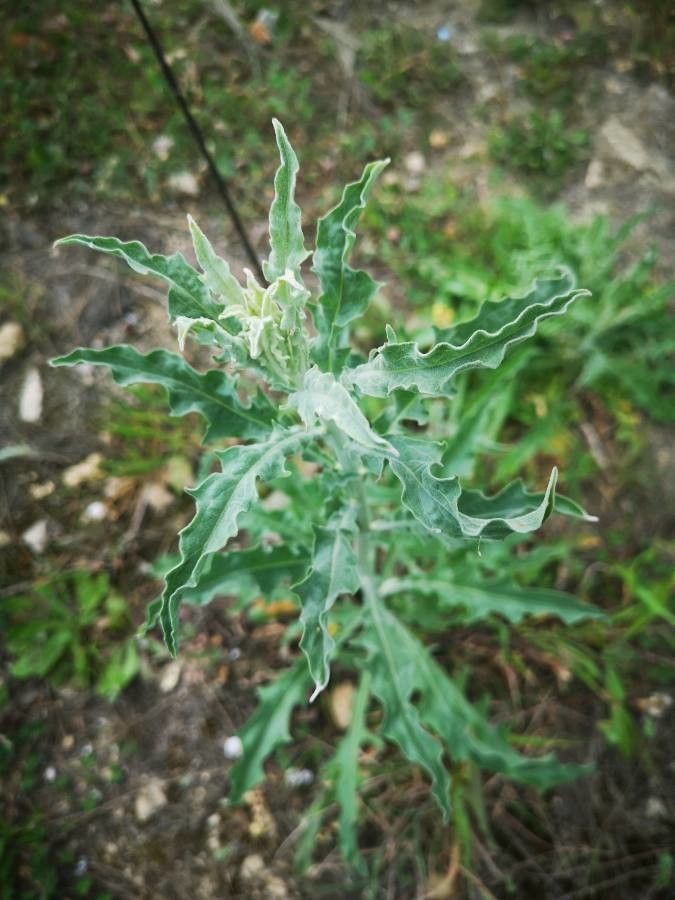 Andryala arenaria leaf