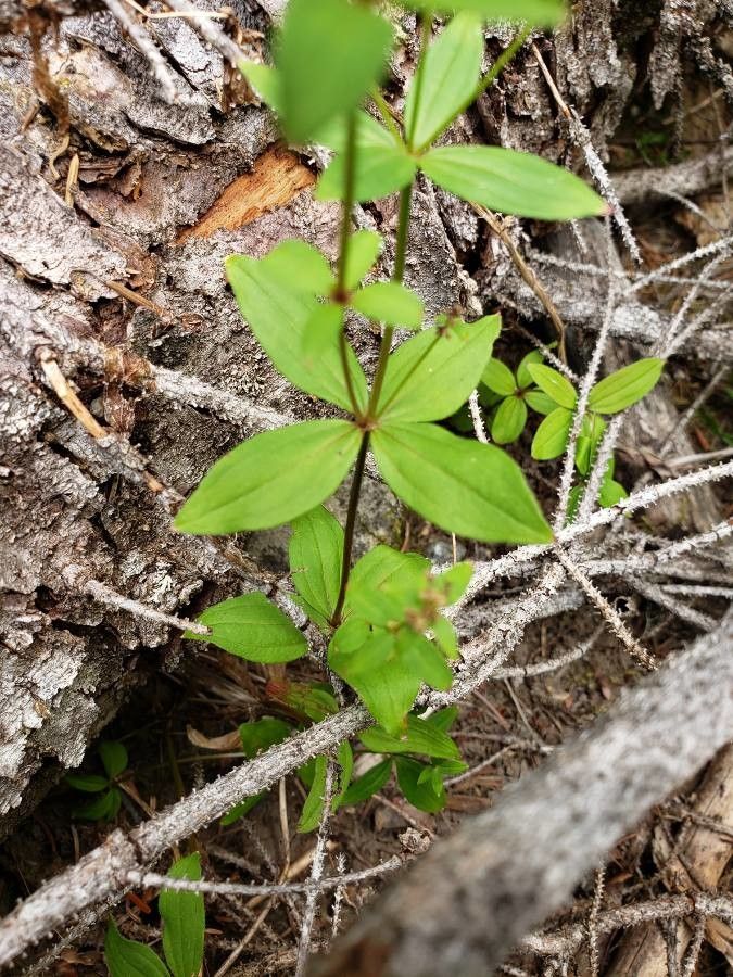 Galium oreganum — houseplant care guide