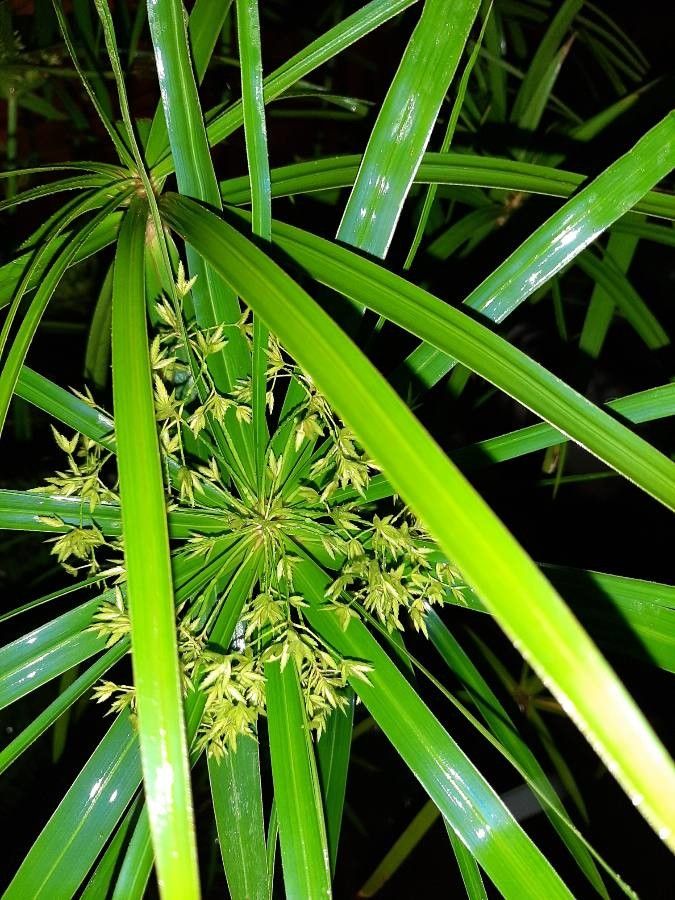 Cyperus involucratus flower