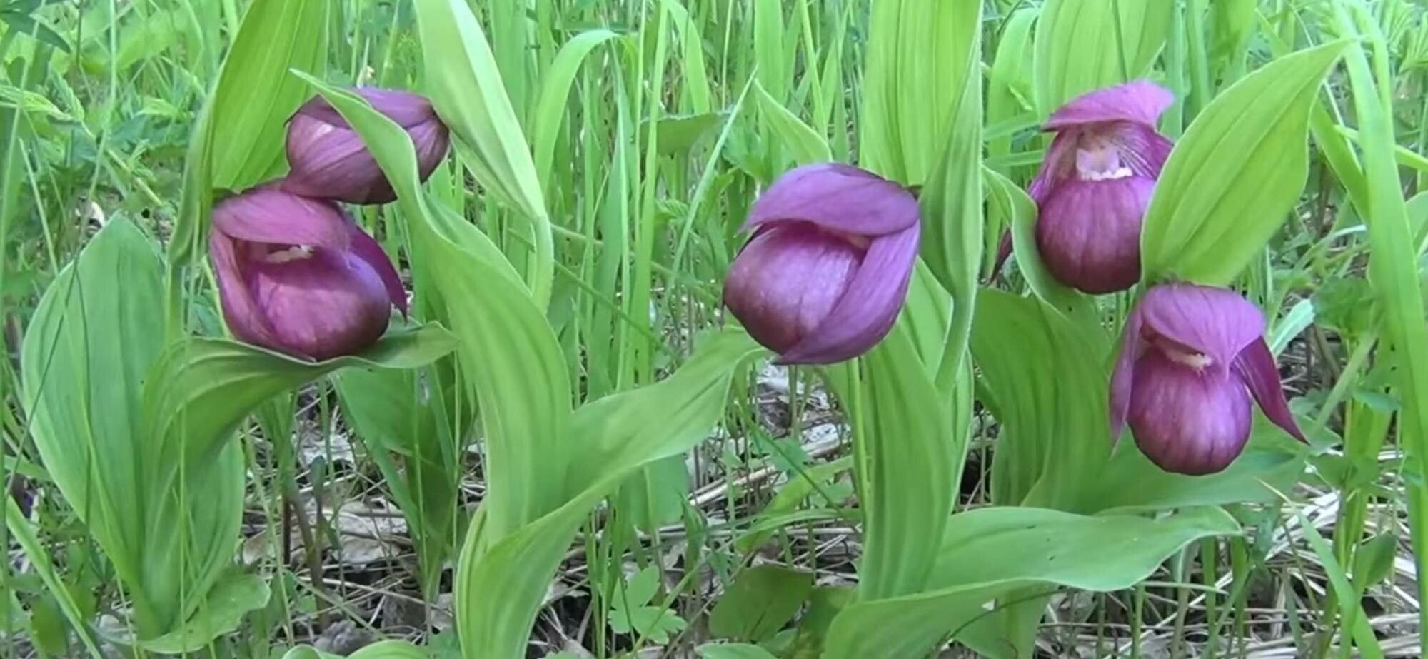 Cypripedium macranthos — search result for 'Cypripedium'