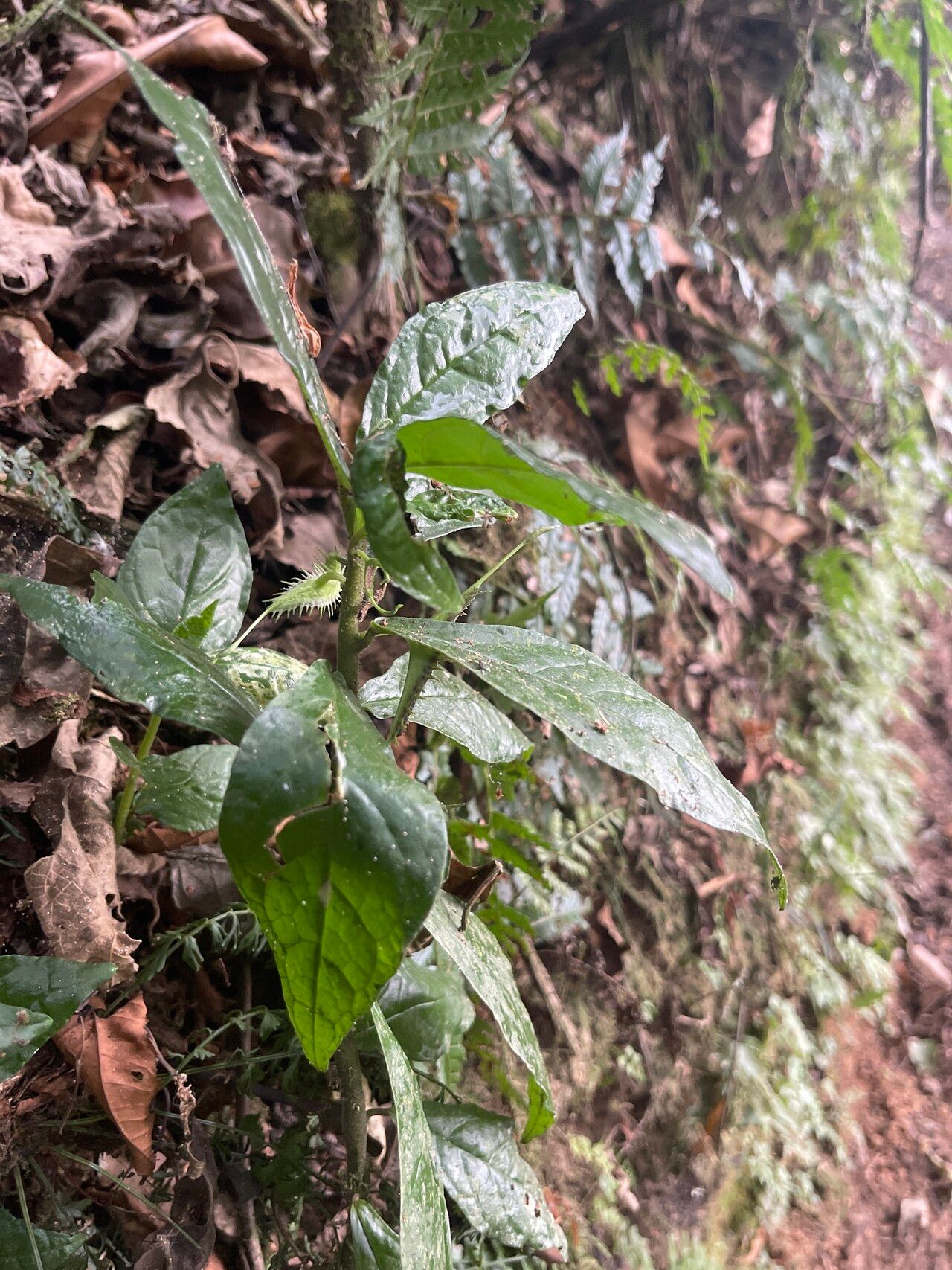 Dorstenia nyungwensis leaf