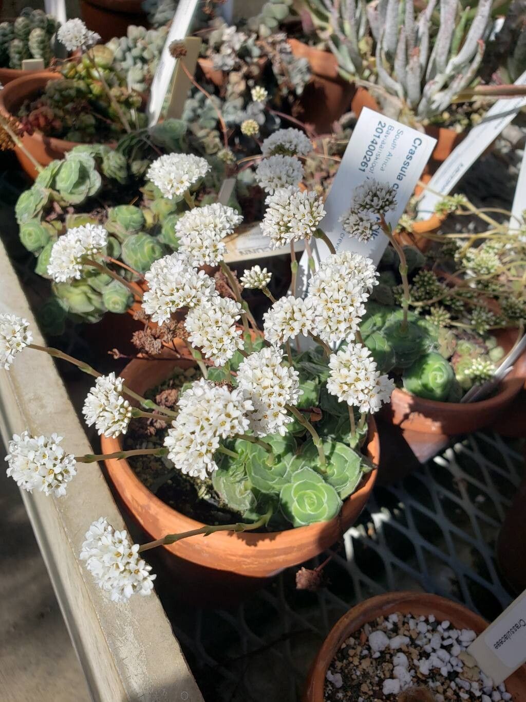 Crassula cremnophila habit