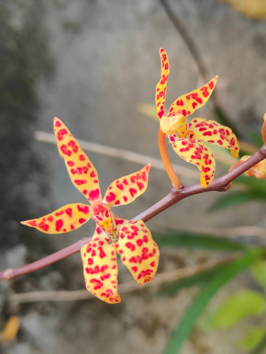 Renanthera monachica flower
