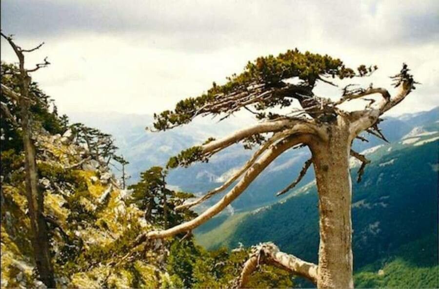 Agathis montana — search result for 'Araucariaceae'