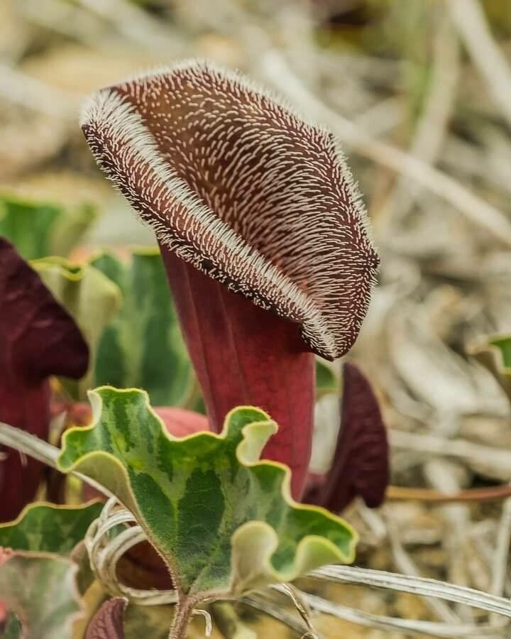 Aristolochia chilensis — search result for 'Aristolochia'