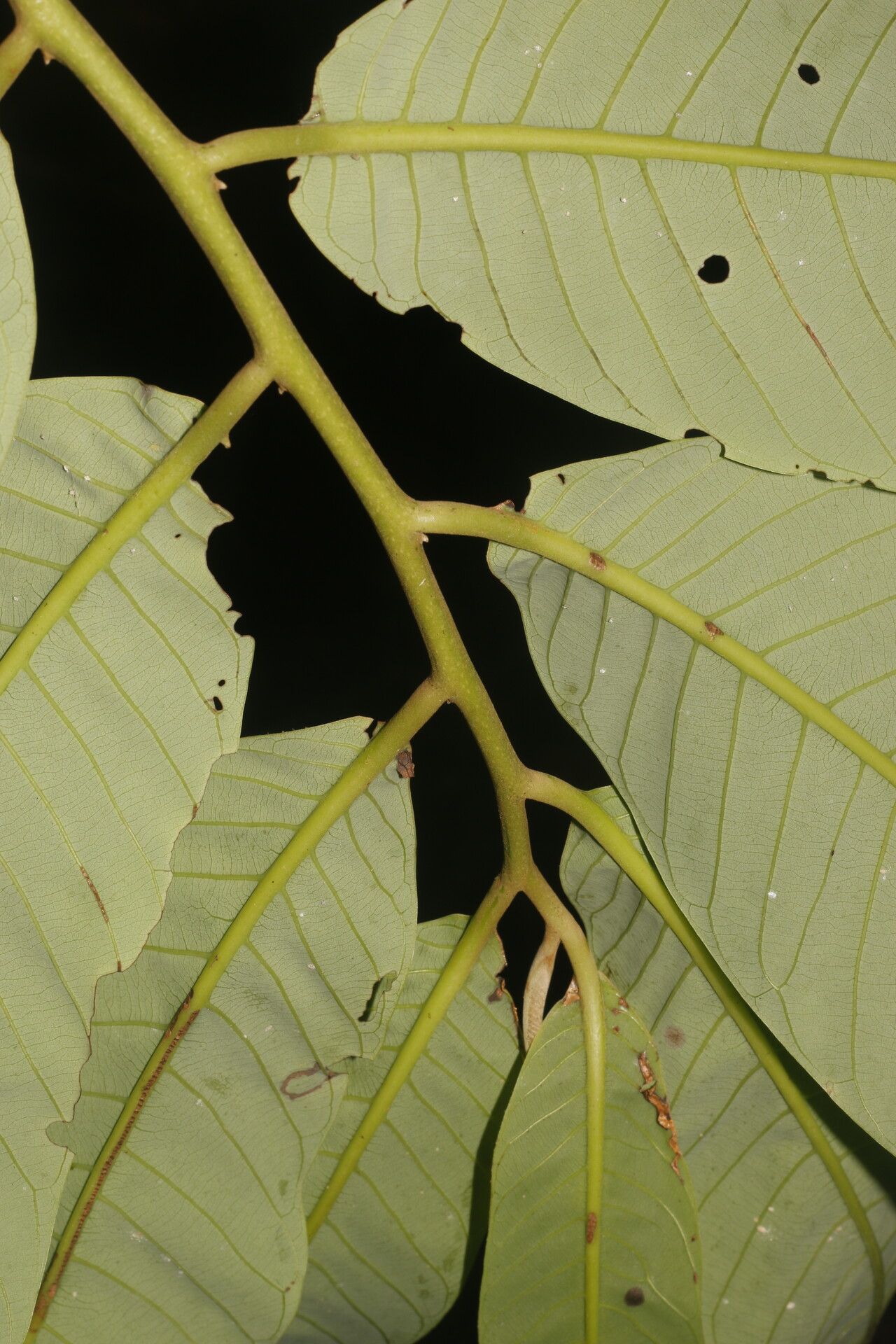 Virola montana fruit