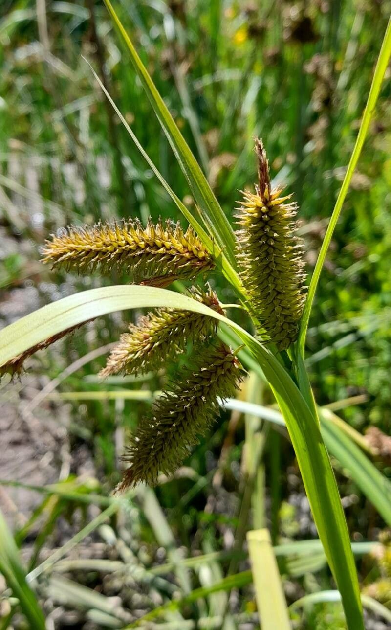 Carex excelsa fruit