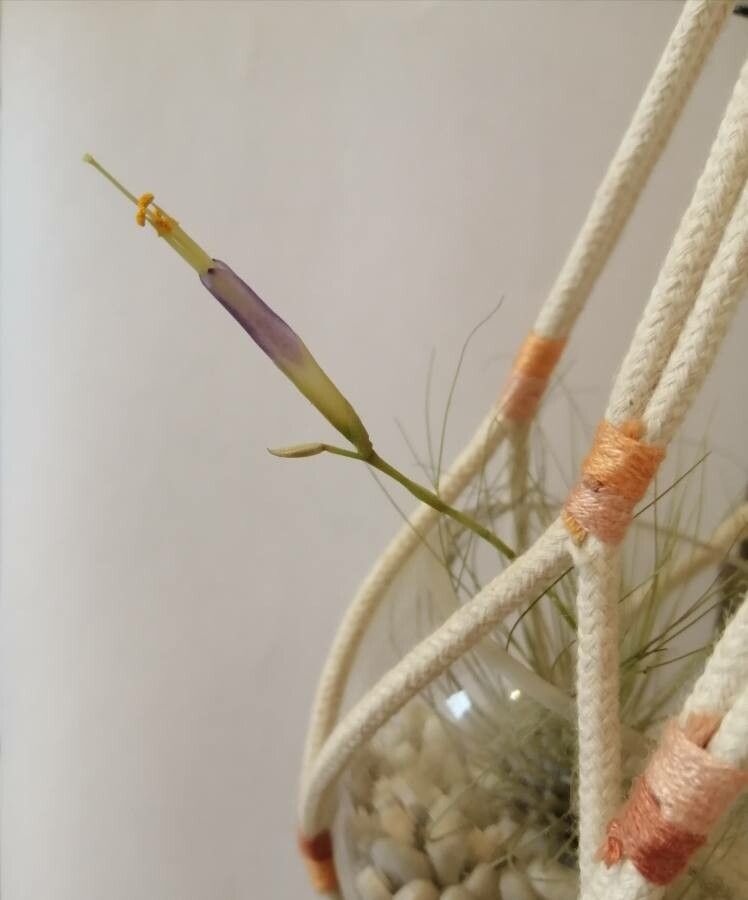 Tillandsia argentea habit