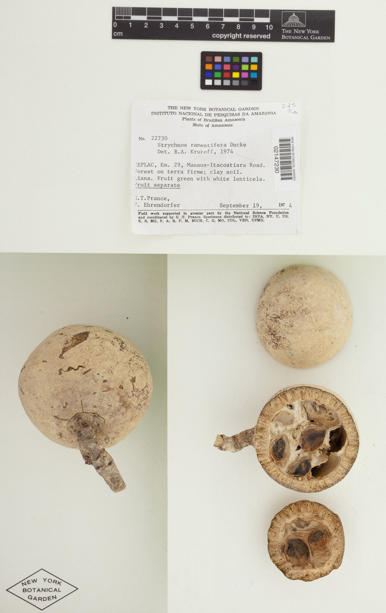 Strychnos ramentifera fruit