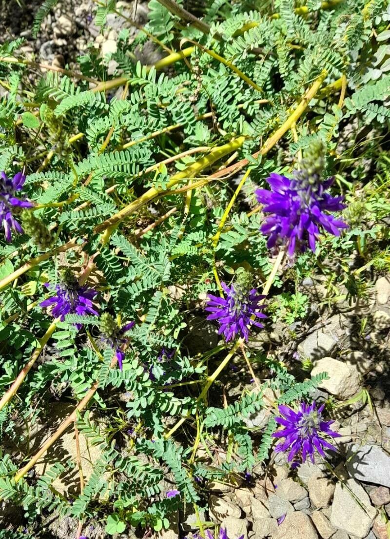 Dalea elegans habit