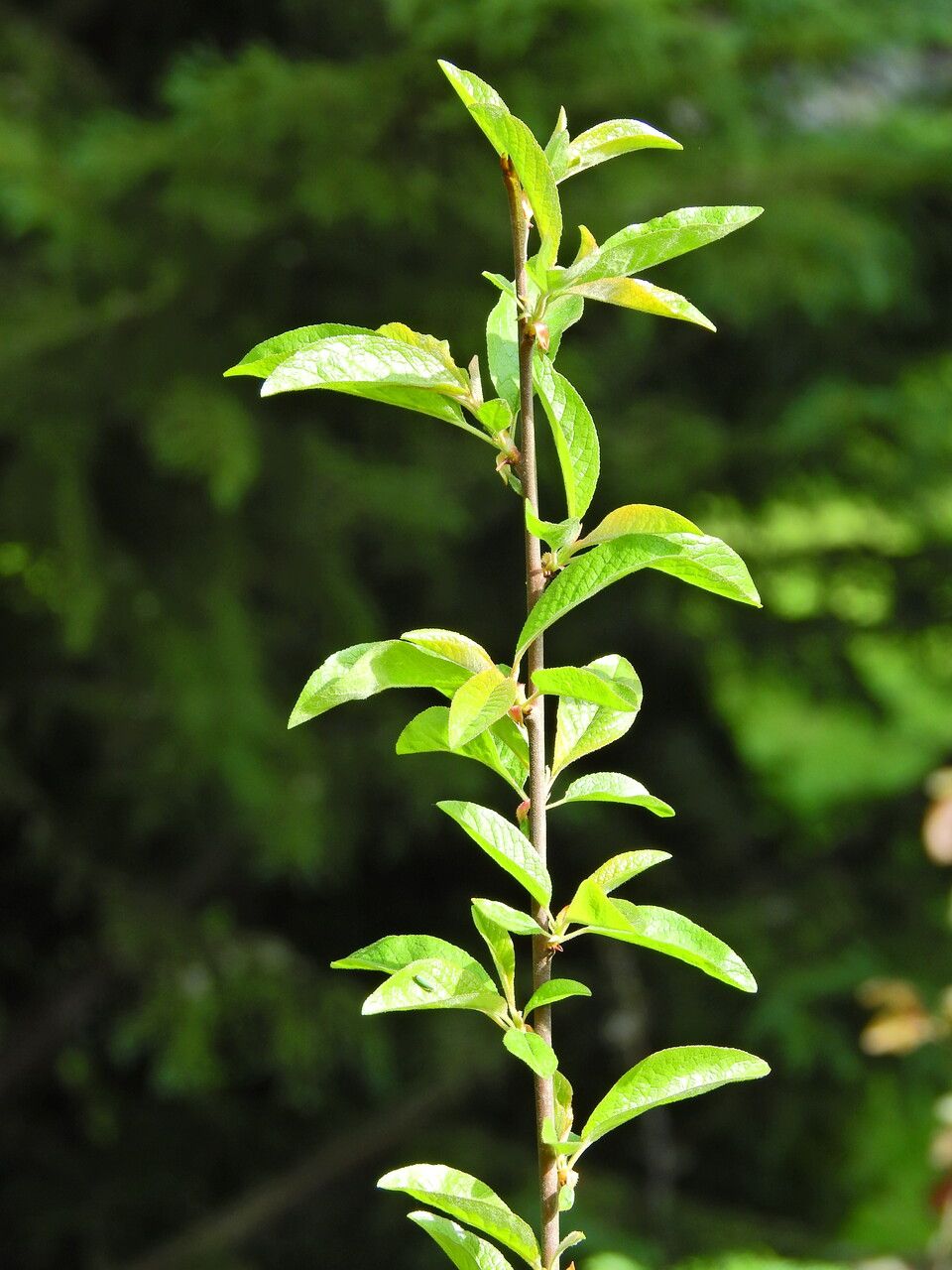 Prunus rivularis bark