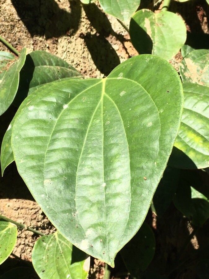 Piper nigrum leaf