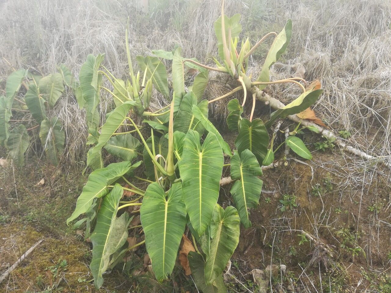 Philodendron brenesii — houseplant care guide