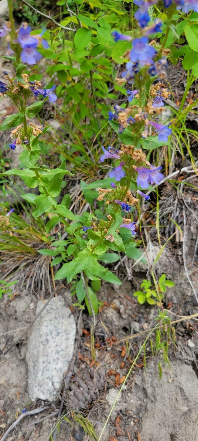 Penstemon pruinosus leaf