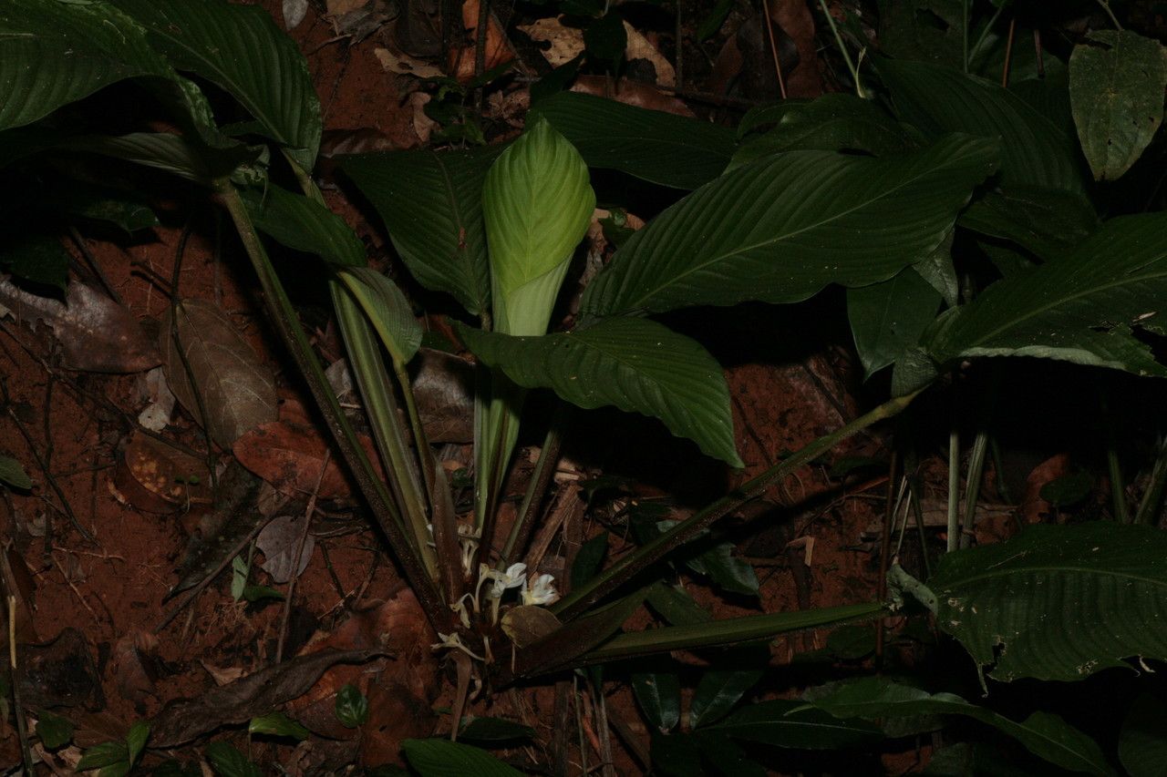 Goeppertia propinqua — search result for 'Goeppertia'